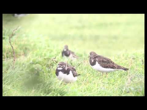 Turnstones - Baiter Park - 19/12/19