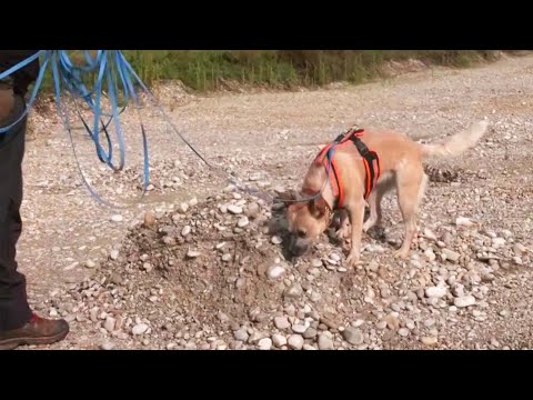 ‘Archaeo Dogs’ Help Sniff Out Ancient Bones