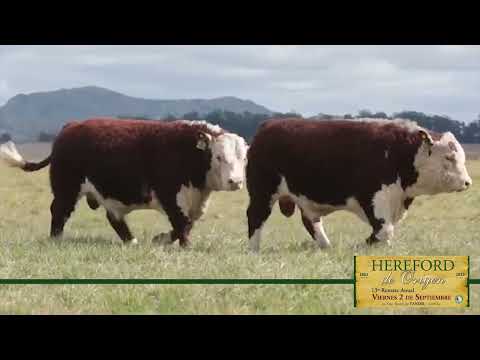 Próximo Hereford de Origen - Viernes 2 de Septiembre - Ledesma y Arana S.R.L. - Tandil, Bs.As.