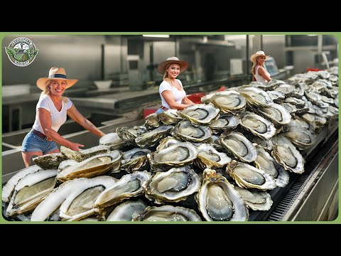 How Million Tons of Oysters Are Harvested & Processed   Massive Oyster Farming