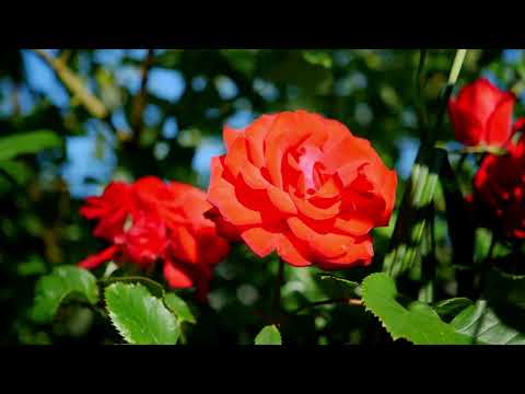 "The Secret Language of Flowers."