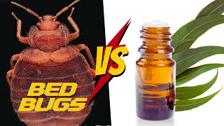 How to use Eucalyptus Oil for Bed Bugs?  [Complete Tutorial]
