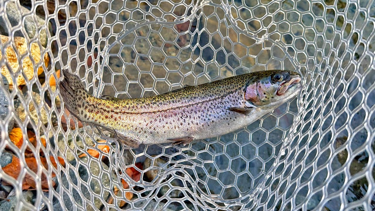 Fishing in Japan is Surprisingly Easy!