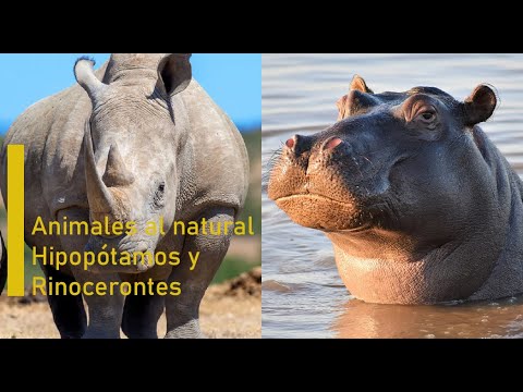 Animales al natural - Hipopótamos y rinocerontes