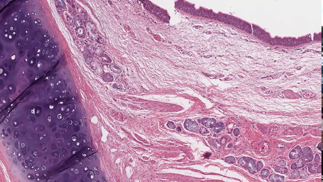 Histología del tubo digestivo, parte 1