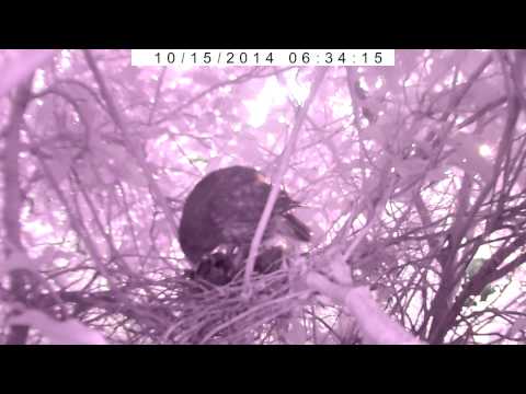 Moreporks anteriores ao ninho Kereru