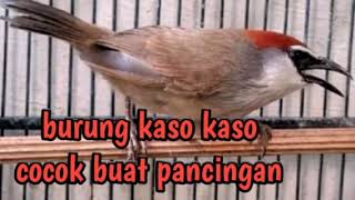 Download lagu Burung Tepus Gelagah/Kaso-Kaso/Kidangan cocok buat pancingan mp3 Download lagu Burung Tepus Gelagah/Kaso-Kaso/Kidangan cocok buat pancingan mp3