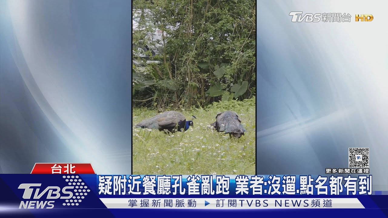 文大生目擊4隻孔雀「街上竄」!民眾:變動物園