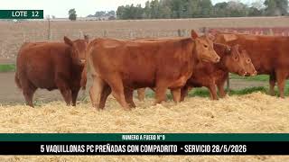 5 Vaquillonas PC Preñadas - Los Choles - Plaza Ganadera
