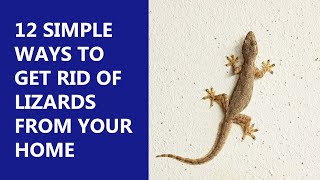 12 Incredible Ways to Get Rid of Lizards From Home | Simple Effective Remedies