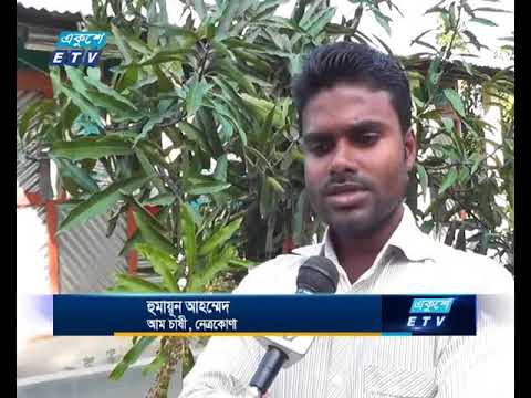 নেত্রকোণায় বারোমাসি আম বাগান করে আর্থিক স্বচ্ছলতা