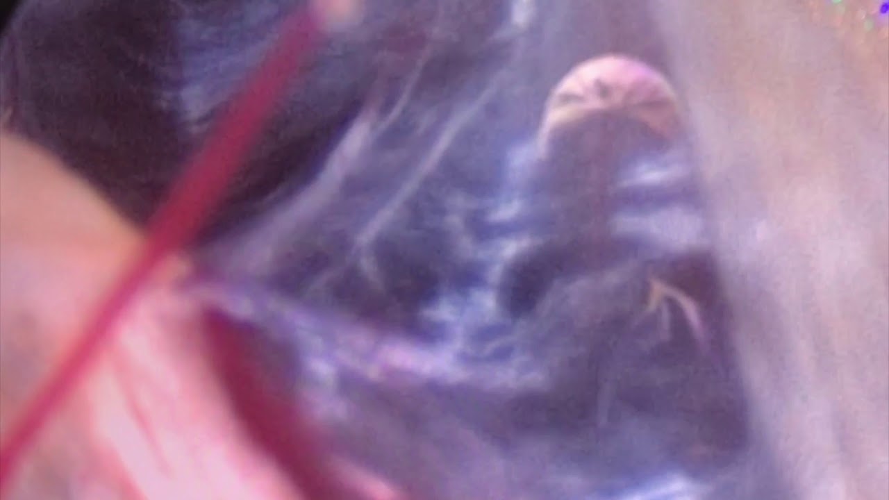 Leonardo Conrado Silva Lima-18