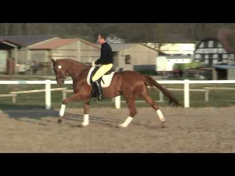 Londonderry-Bolero Wallach * 2004