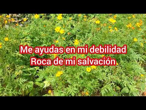 Roca de mi salvación - Bertha Amado con Letra
