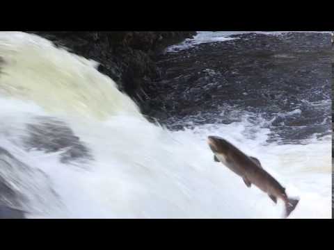 Atlantic salmon (Salmo salar) leaping up a small waterfall to reach breeding grounds, Scotland, UK