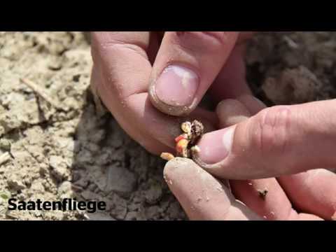 Maschinenring Feldtage - Punktgenauer Maisanbau Teil 2 (Bestandesbeurteilung)