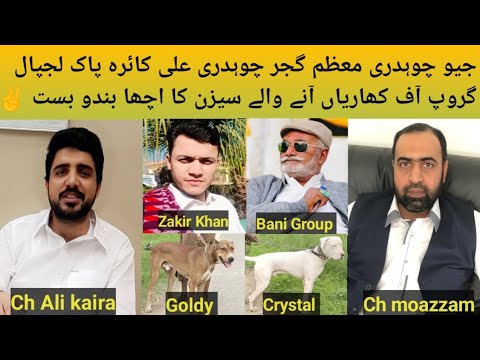 Pakistani Top Class Bully Breed Dog Name Crystal and Goldy Owner Ch Moazzam Ali Gujjar Of Gujarat