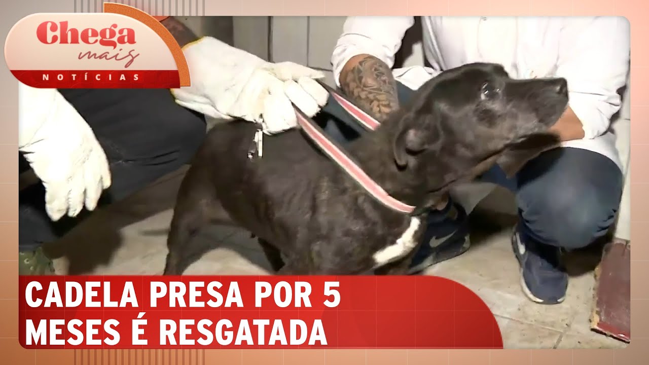 Cadela presa por 5 meses é resgatada em Cotia (SP) | Chega Mais Notícias (14/11/24)