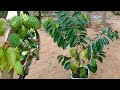 Unique skill Propagation Soursop tree Growing Fast Use Banana Fruit
