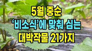 5월 중순 비소식에 맞춰 심는 대박작물 21가지