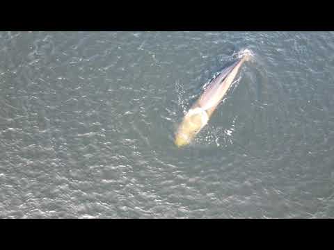 Northern Bottlenose Whales at Arrochar, Scotland, 19/09/2020