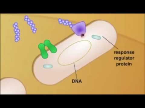 Quorum Sensing- Biofilm Formation