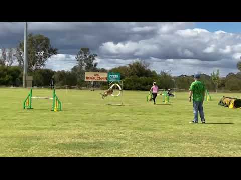 Novice Jumping - 27/09/20 - Wisdom - title pass