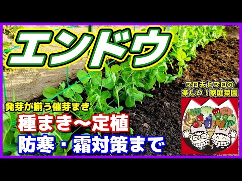 エンドウ豆の種まきと客引きのやり方