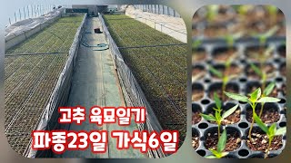 고추 가식 6일 파종 23일 육묘일기 고추 모종 직접 키우기 괴산청결고추 자연울림 청정괴산 풀뿌리농장 [고추…