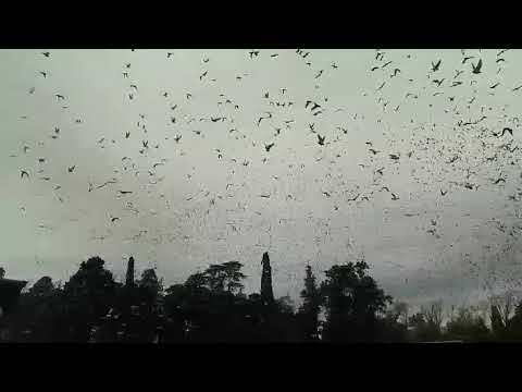 19-07-2026: Suelta del CIP desde Pergamino, Buenos Aires