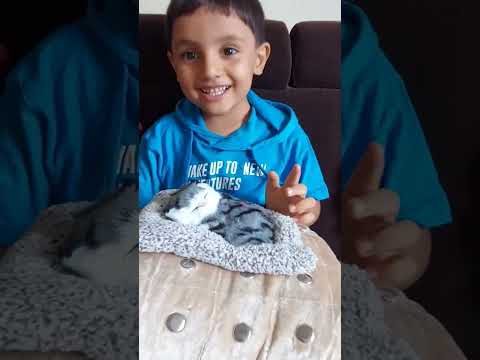 No Filter Require #cat #catlover #catvideo #cattoy #catshorts #catreels #softtoy  #soundtoys