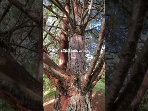 📍Represa Riogrande II -DonMatías, Antioquia #shorts