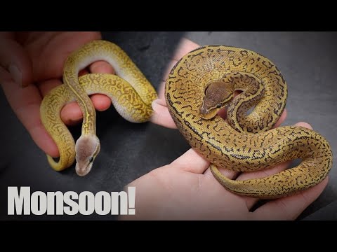 Cracking open the Monsoon project! + Insane new Pied combo