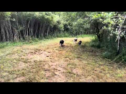 Exercise ! For the dogs at least ….