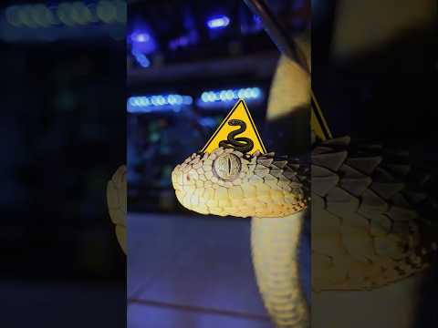 Kdy jsem byl nejbliž uštknutí hadem?🐍