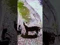 White Tiger Attack Delhi Zoo Very Sad Shorts Shortvideo Shortyoutube