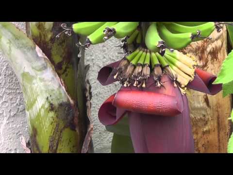 Growing Apples Unveiling the Magic of 4 In 1 Grafted Apple Trees