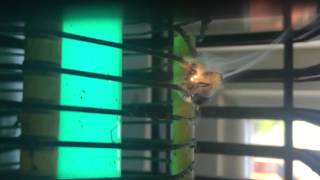 Blue bottle fly gets fried in bug zapper and smokes out.