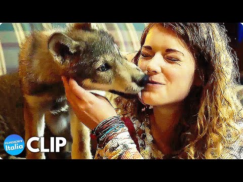 IL LUPO E IL LEONE (2022) Nuove Clip dall'Emozionante Film d'Avventura