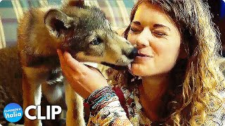 IL LUPO E IL LEONE (2022) Nuove Clip dall'Emozionante Film d'Avventura