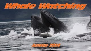 preview picture of video 'Bubble Net Feeding Humpback Whales Juneau, Alaka 2014'