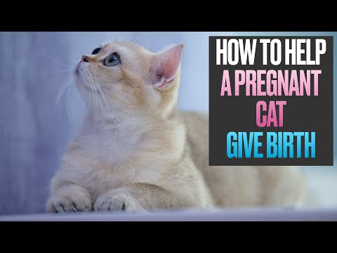 How to Help a Pregnant Cat Give Birth