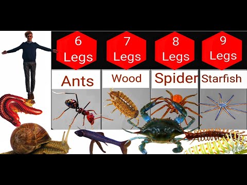 YouTube video about: How many legs does a rabbit have?