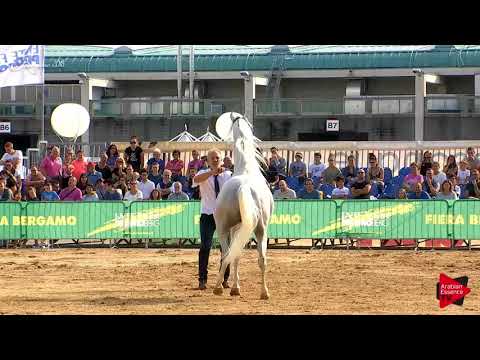 N.65 FLUKE - Bergamo 2018 - 8 Years Old and Older Stallions (Class 10)