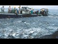 This Is How Fisherman Catch Hundreds Tons Salmon Net Fishing Big Catching On The Sea