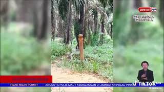 Download lagu Tedung selar terbesar di dunia mp3