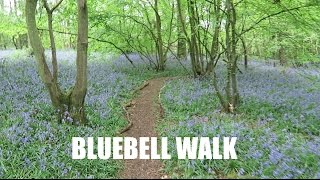BLUEBELL WALK