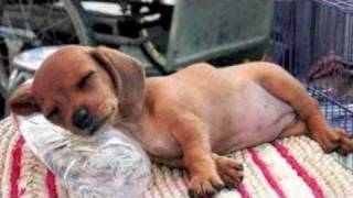 Sieh nur die Sterne - Veronika Reischl - Schlaflied -German lullaby