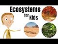 Ecosystems For Kids Plants Animals Their Environment