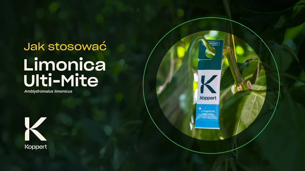 Video preview poster